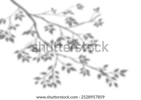 Shadow overlay of tree branches and leaves. Blur soft silhouette of leaf design for natural effect isolate on white background.	