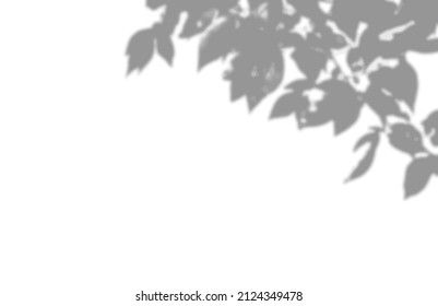 shadow overlay vector isolated on transparent background for presentations and mock ups, minimal tropical plants and window frame scene, indoor light effect with sunshine and rays