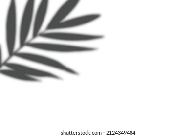 shadow overlay vector isolated on transparent background for presentations and mock ups, minimal tropical plants and window frame scene, indoor light effect with sunshine and rays