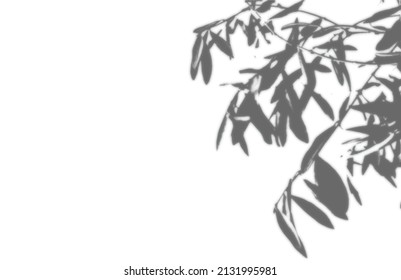shadow overlay vector isolated on transparent background for presentations and mock ups, minimal tropical plants and window frame scene, indoor light effect with sunshine and rays