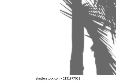 shadow overlay vector isolated on transparent background for presentations and mock ups, minimal tropical plants and window frame scene, indoor light effect with sunshine and rays