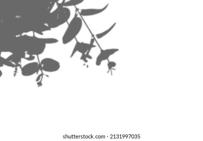 shadow overlay vector isolated on transparent background for presentations and mock ups, minimal tropical plants and window frame scene, indoor light effect with sunshine and rays