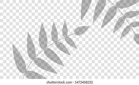 Shadow overlays effect for mockup presentations. Vector of Transparent Shadow of Leaves.Photo-realistic vector illustration EPS10