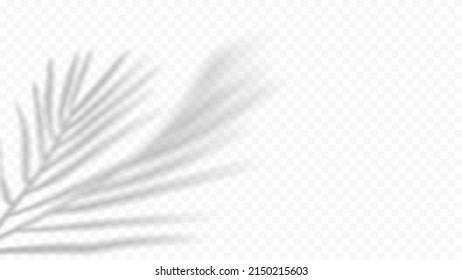 Shadow palm leaf overlay for mockup template product flat lay. Vector illustration png on transparent background.