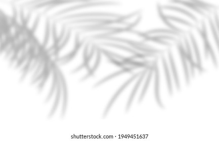 Shadow of the palm leaves on a white wall. Transparent overlay shadow effect from tropical plant leaf. Realistic soft light effect. Flat lay Vector illustration. Design for mockup, template background