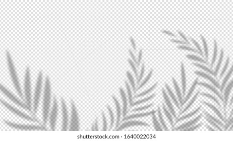 Shadow palm leaves. Overlay plant effect on transparent background. Summer minimalistic blurred nature vector banner