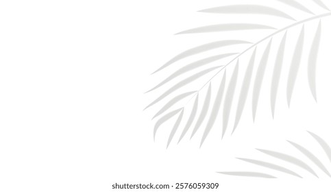 Shadow of palm tree branches on a white background, minimalistic and tropical style.