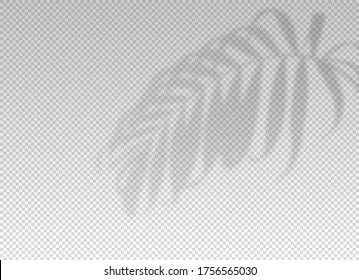 Shadow plant leaf overlay effect. Tropic leaves. Light from the window on palm leaves transparent on background. Reflected on the wall. Realistic soft summer tropical shade for design mockup. Vector