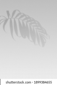 Shadow plant leaf overlay effect. Tropic leaves. Light from the window on palm leaves isolated on vertical background. Reflected on wall. Realistic soft summer tropical shade for design mockup. Vector
