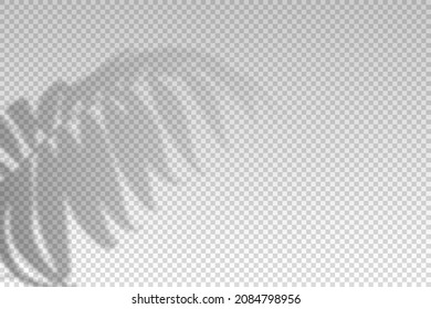 Shadow plant leaf overlay effect. Tropical leaves. Light from window on palm transparent on background. Reflected on the wall. Reflect shade lights. Design mockup. Reflection plants sunlight. Vector