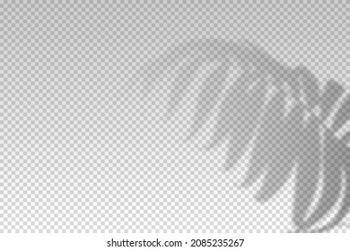 Shadow Plant Leaf Overlay Effect. Tropical Leaves. Light From Window On Palm Transparent On Background. Reflected On The Wall. Reflect Shade Lights. Design Mockup. Reflection Plants Sunlight. Vector