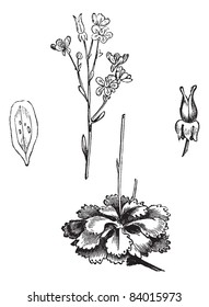 Shadow Saxifrage (Saxifraga umbrosa), vintage engraved illustration.Trousset encyclopedia (1886 - 1891).