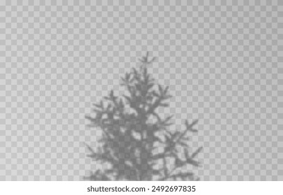 Shadow of spruce on isolated transparent background. Spruce shadow vector png.