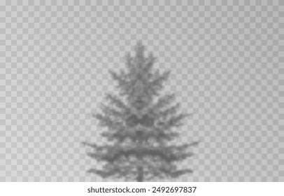 Shadow of spruce on isolated transparent background. Spruce shadow vector png.