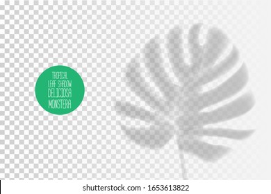 sombra de hojas tropicales, efecto superpuesto, transparencia. plantilla vectorial