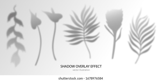 Shadow tropical palm leaves, protea, heliconia, genus, flamingo flowers set. Overlay effects design elements presentations, mock ups scenes, backgrounds, templates natural transparent  Mesh Vector