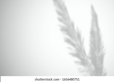 Shadow from two large feathers or leaves on a white wall. Vector mockup for design