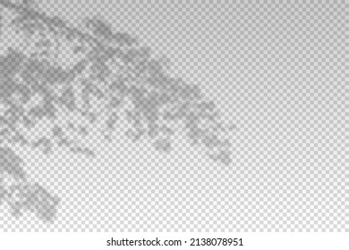 Shadow from the window. Reflected from sun light for effect overlay. Tree shades on the wall isolated on transparent background. Reflection sunlight for design summer mockup. Vector illustration