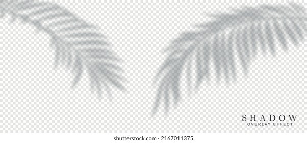 Efecto superpuesto de sombras. Hojas tropicales y exóticas. Foliage y ramas, elementos gráficos para crear la jungla y el paisaje casual. Afiche o cartel publicitario. Ilustración vectorial plana realista