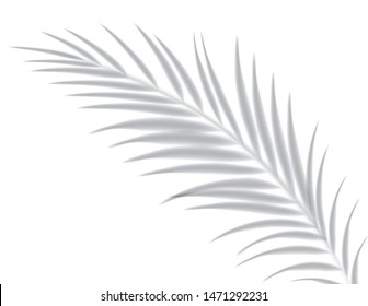 Shadows, overlay effects mock up, leaf of palm tree plant, natural interior light, vector illustration