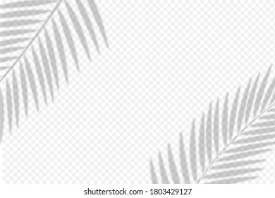 shadows overlay of palm leaf on transparent background