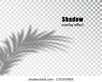 Shadows overlay transparent effect of Leaves. Creative Overlay Effect for Mockups.