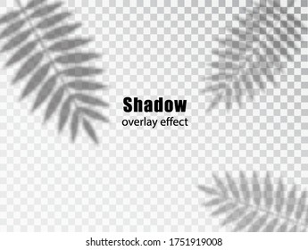 Shadows overlay transparent effect of Leaves. Creative Overlay Effect for Mockups.