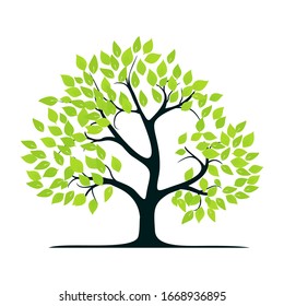 Shady green leaf tree vector illustration
