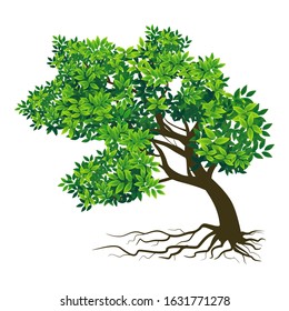 Shady green leaf tree with white background, vector illustration