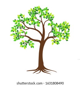 Shady green leaf tree with white background, vector illustration