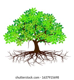 Shady green mangrove tree and roots with white background, vector illustration