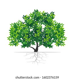 shady green tree with a white background. vector