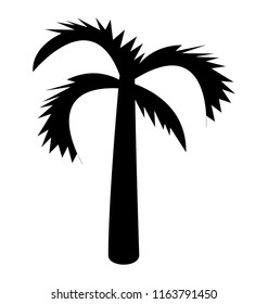 
Shady tropical tree grown in hot weather
