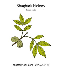 Shagbark hickory (Carya ovata), edible and medicinal plant. Hand drawn botanical vector illustration