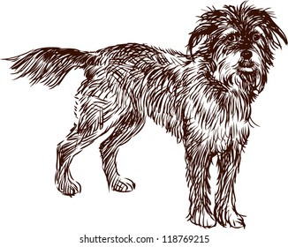shaggy dog