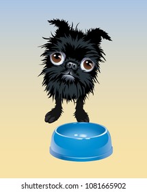 Shaggy dog with big eyes