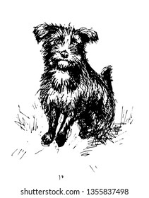 Shaggy Dog. Line Drawing