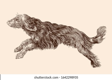 Shaggy dog with long hair in a jump. Vector illustration isolated on a beige background.