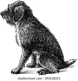 shaggy dog sitting