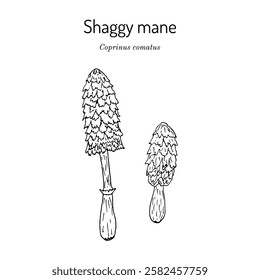 Shaggy mane, or lawyers wig (Coprinus comatus), edible and medicinal mushroom. Hand drawn botanical vector illustration