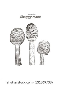 shaggy mane mushroom, hand draw sketch vector.