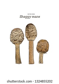 shaggy mane mushroom, hand draw sketch vector.