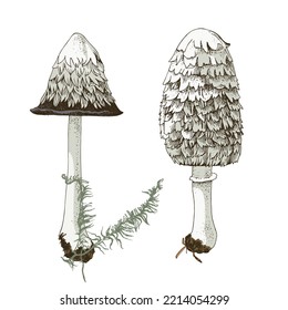 Shaggy Mane Wild edible mushroom