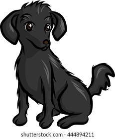 shaggy puppy