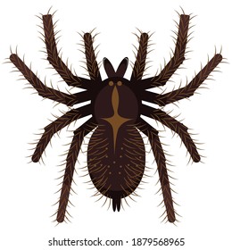 Shaggy tarantula on a white background. Spooky poisonous spider. Vector illustration