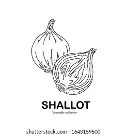 Shallot freehand drawing-vector illustration. Doodle style.