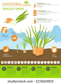 Zwiebelzwiebel bietet grafische Vorlagen. Gartenbau, Landwirtschaft Infografik, wie es wächst. Flaches Design. Vektorillustration