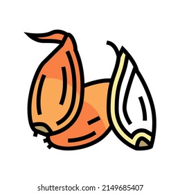 shallot onion color icon vector. shallot onion sign. isolated symbol illustration