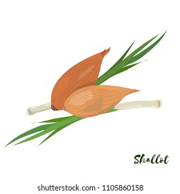 Shallot Onion. Flat design. Vector illustration. Ripe vegetable for Your ideas.