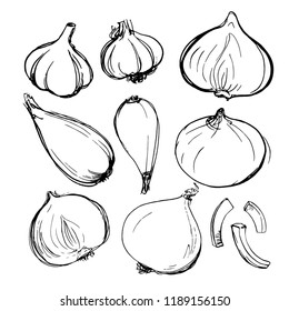 Shallot onion, onion, purple onion lettuce painted with ink on a white background. Sketch of vegetables with mascara and paint. Farm products.
